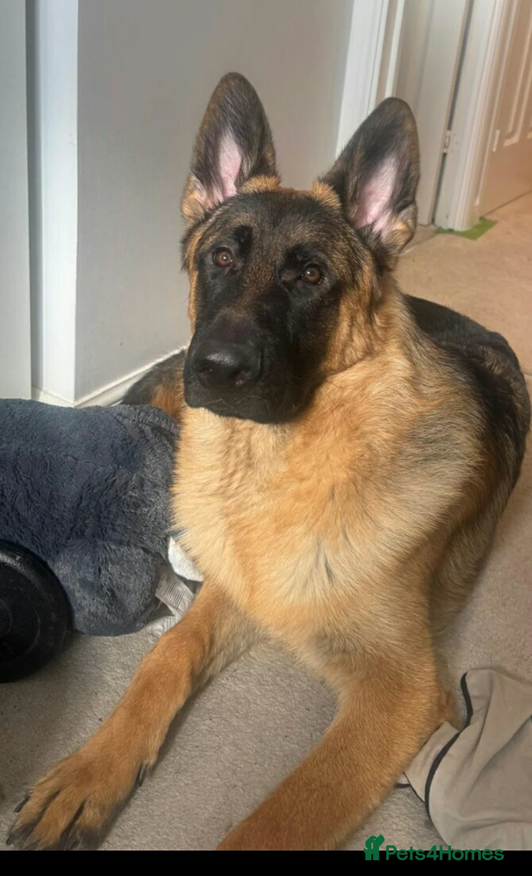 German Shepherd dogs for sale: Beautiful 12 month old male czech german shepherd  in London - Advert 1