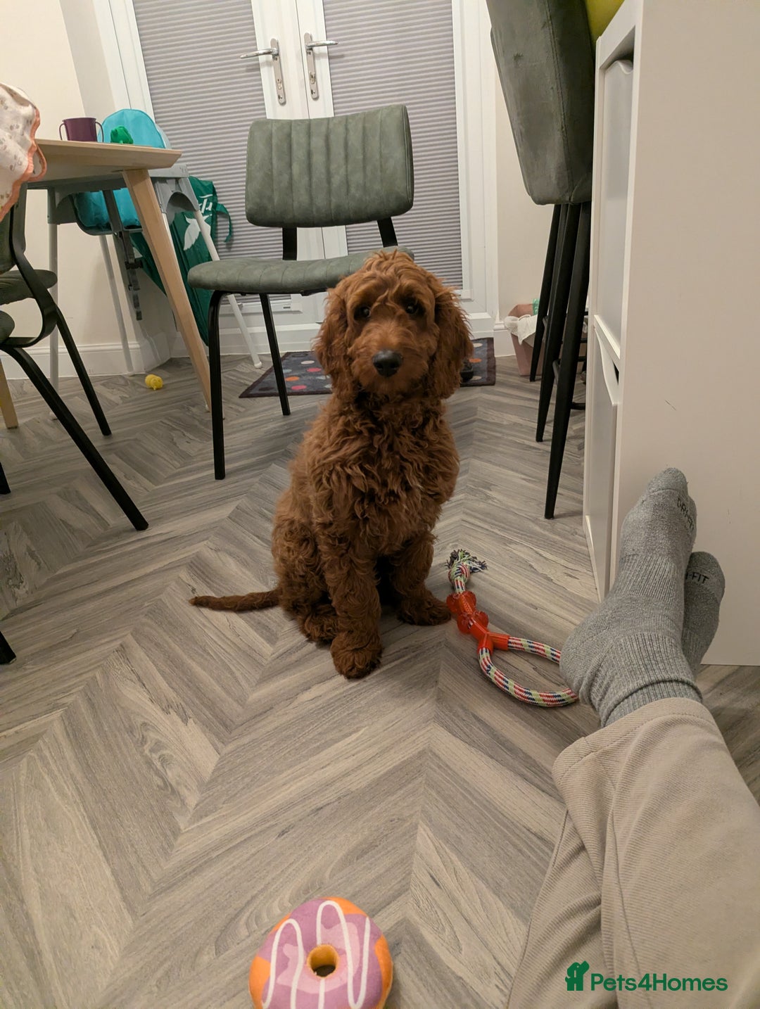 Mini Goldendoodle dogs for sale: Miniature Golden Doodle for sale - Advert 2