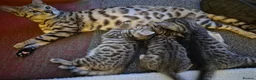 Bengal cats for sale: Bengal Tabby - Advert 11
