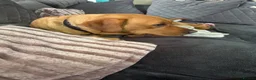 Labrador Retriever dogs for sale: Labrador retriever needs a new home  in Stafford - Advert 2