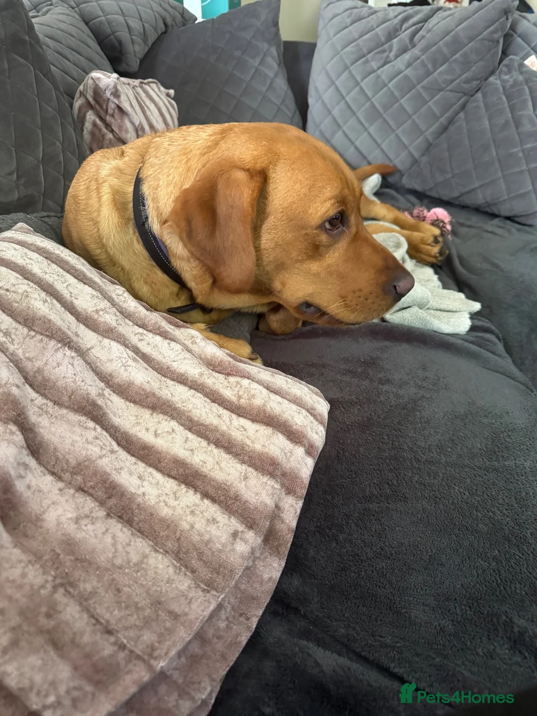 Labrador Retriever dogs for sale: Labrador retriever needs a new home  in Stafford - Advert 2
