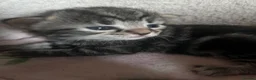 Bengal cats for sale: Tabby bengal X kittens  - Advert 8