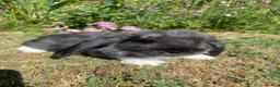 French Lop rabbits for sale: Beautiful French lops for sale Mixed gender - Advert 3