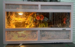 Bearded Dragon reptiles for sale: One year-old female bearded dragon - Image 3