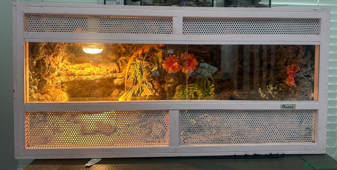 Bearded Dragon reptiles for sale: One year-old female bearded dragon - Image 3