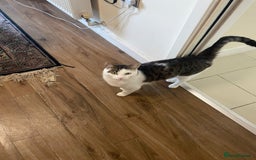 British Shorthair cats for sale: Rehoming My Cat - Image 3