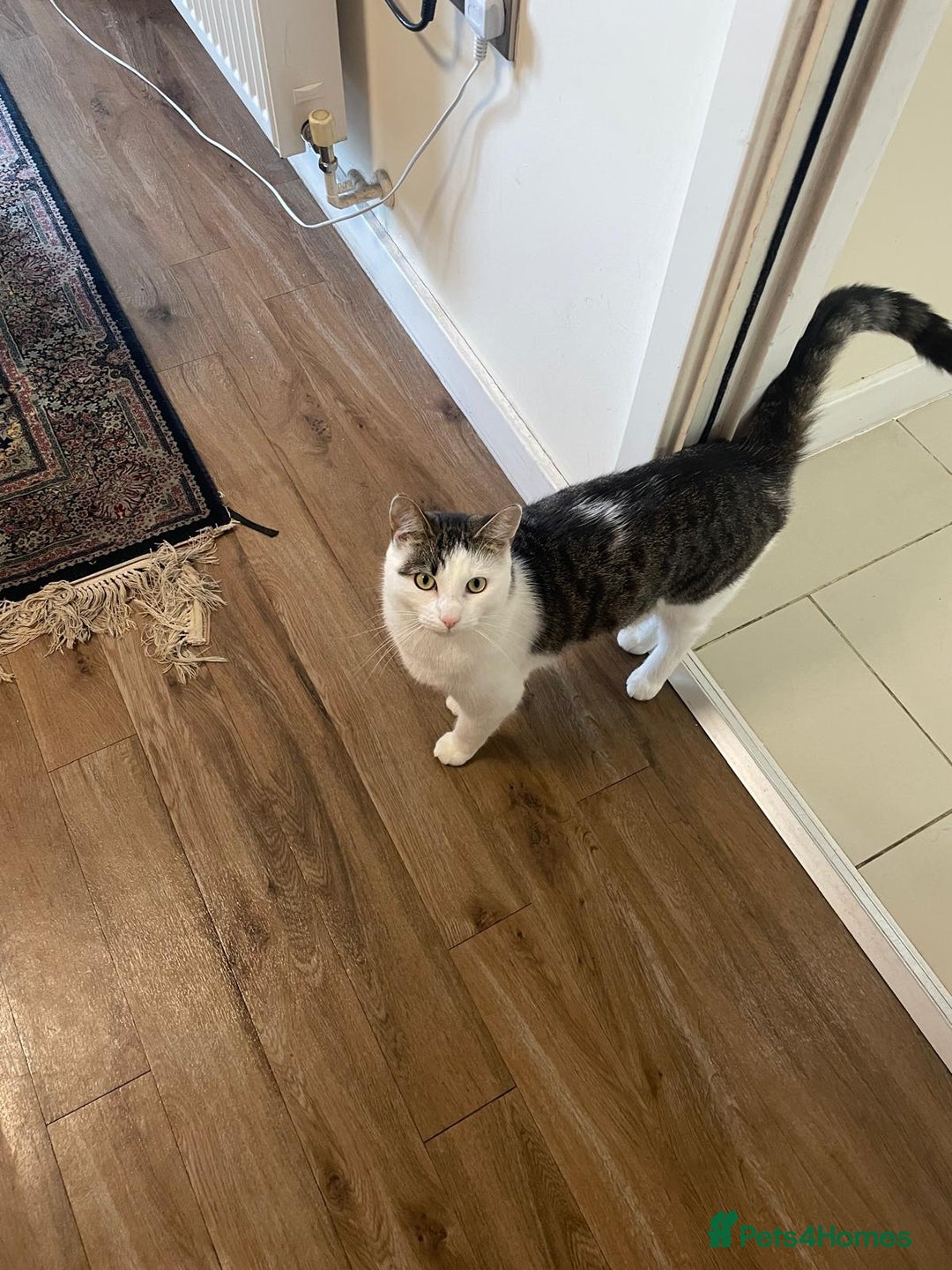 British Shorthair cats for sale: Rehoming My Cat - Image 3