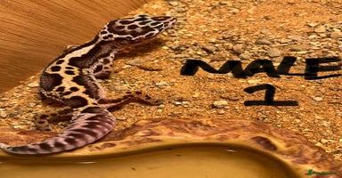Leopard Gecko reptiles - Advert 13