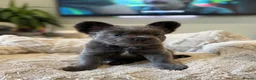 French Bulldog dogs for sale: 4 ISABELLA NEW SHADE & 1 BLUE FLUFFY FRENCHIE - Advert 24