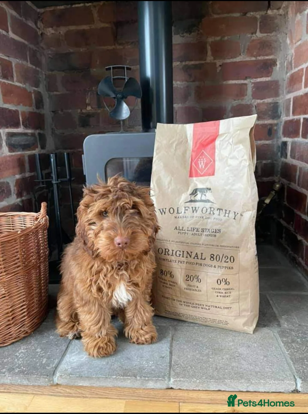 Miniature Poodle dogs for stud: Stunning Sable F1 Cockapoo DNA tested 100% success in Cannock - Advert 5