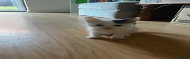 American Shorthair 1