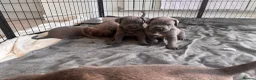 Cane Corso dogs for sale: Beautiful cane corso puppies.  in Liverpool - Advert 10