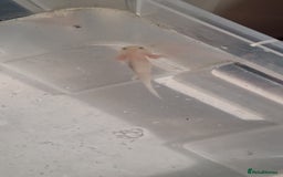 Axolotl reptiles for sale: 3 axolotls - Advert 3