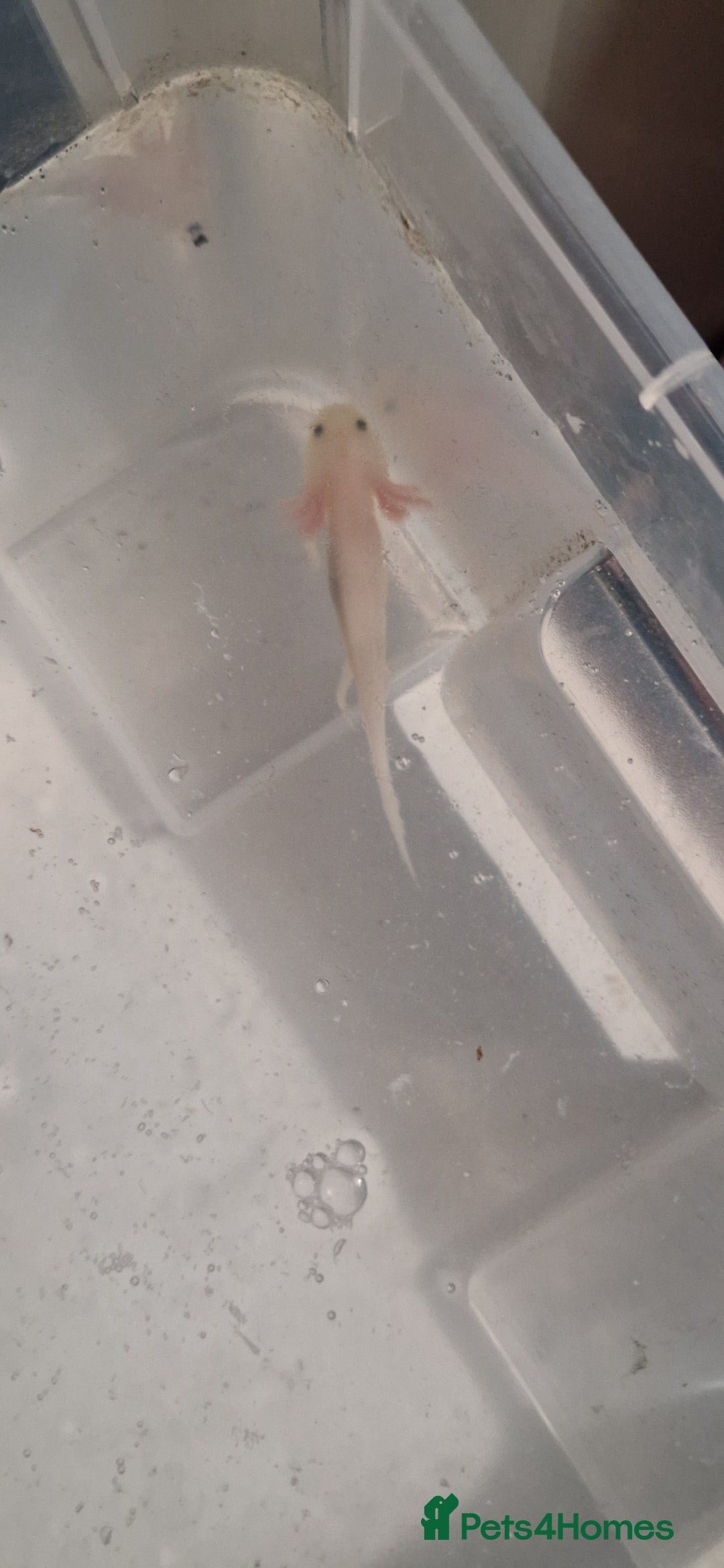 Axolotl reptiles for sale: 3 axolotls - Advert 3