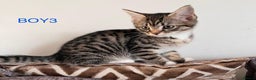 Mixed Breed cats for sale: Amazing kittens for sale  - Advert 6