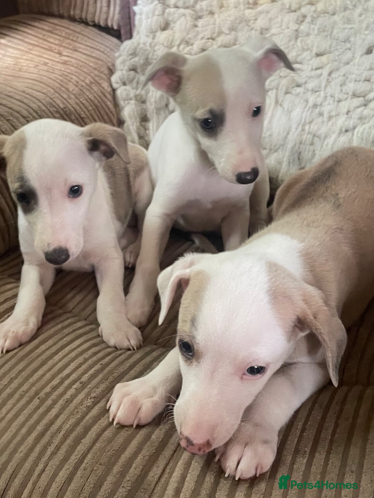 Whippet dogs Fabulous Whippet Puppies Only 3 left!! - Advert 1