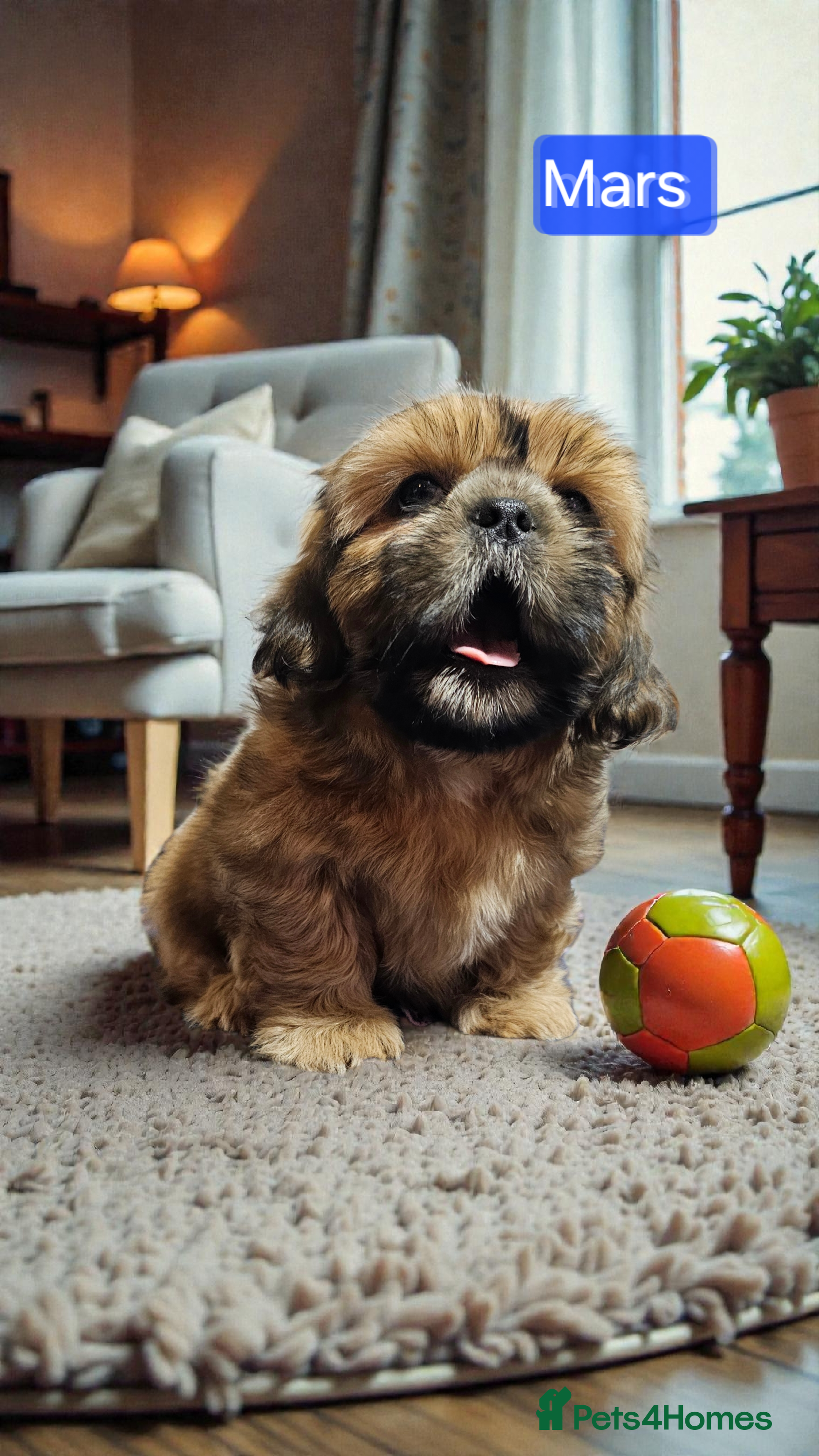 Shih Tzu dogs 💞 QUALITY STANDARD SHIH TZU 💞 - Advert 9