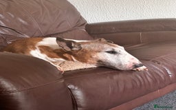 English Bull Terrier dogs for sale: Free English Bull terrier looking for a new home - Image 9