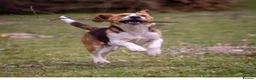 Beagle dogs for stud: Proven Beagle stud Dog, Ozzy in Newtown - Advert 3