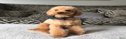 Toy Poodle dogs for stud: RED TOY POODLE STUD - Advert 3