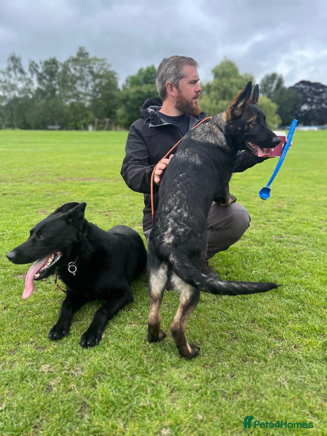 German Shepherd dogs for sale: Exceptional, Trained Working Line German Shepherd  - Image 3