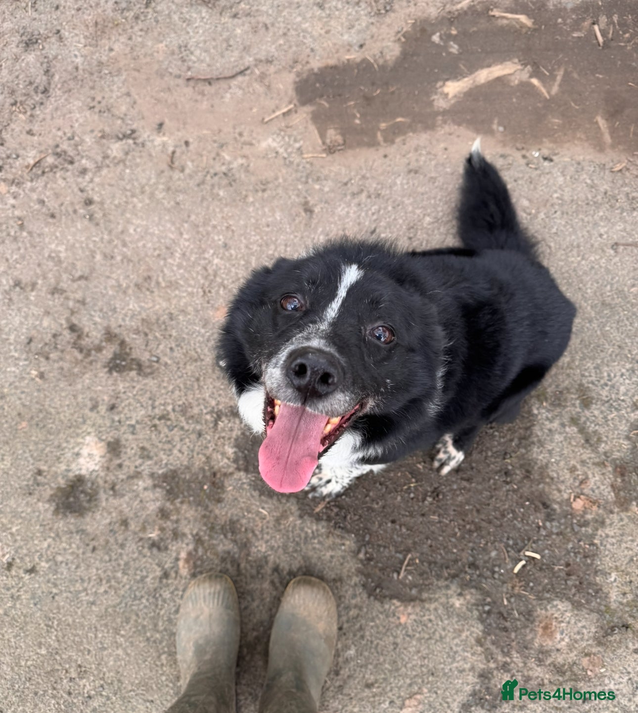 Border Collie dogs Happy go lucky male collie - Advert 1