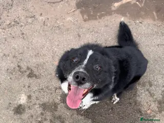 Border Collie dogs Happy go lucky male collie - Advert 1