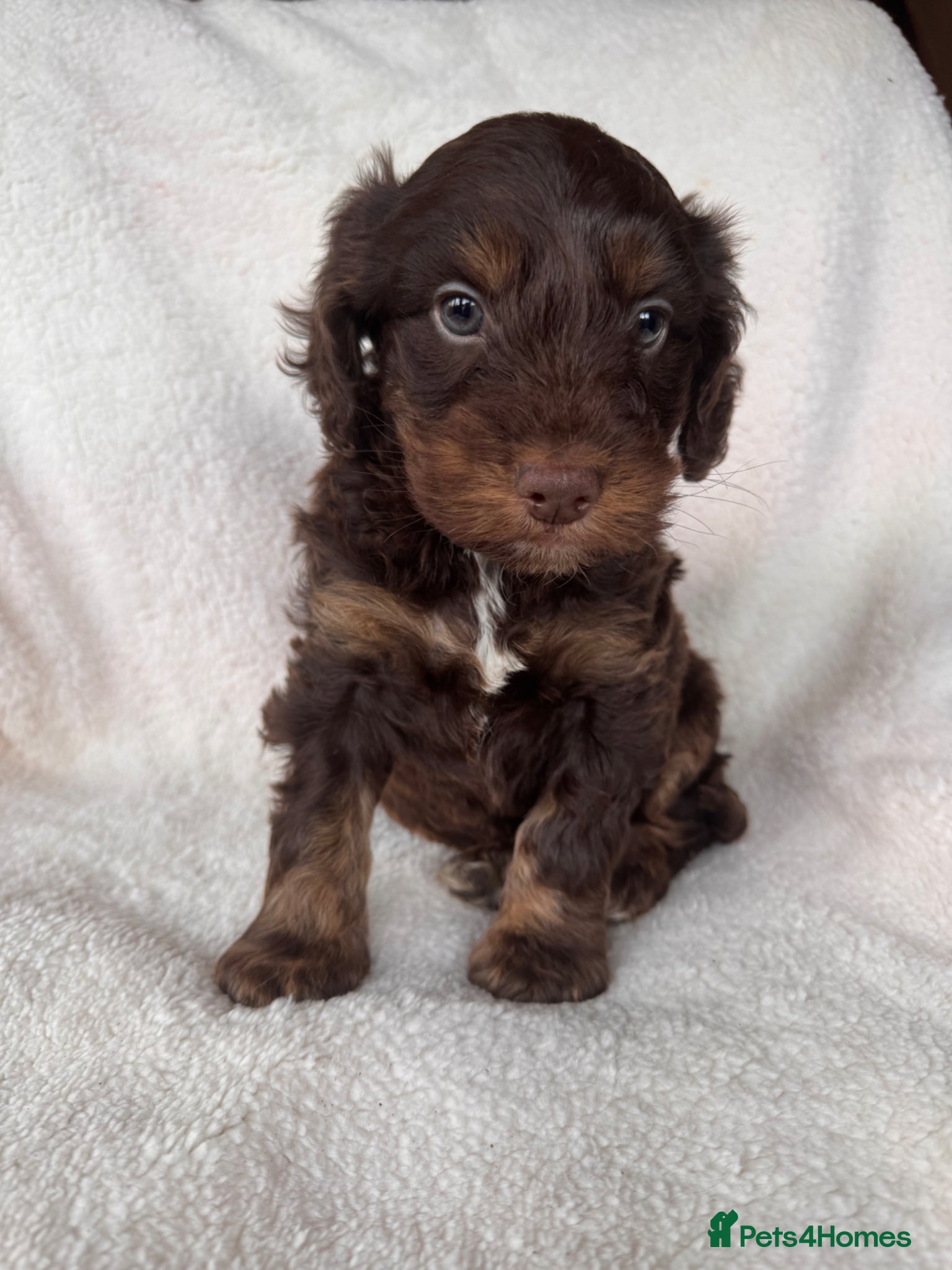 Cockapoo dogs Adorable F1 cockapoo boy - Advert 5