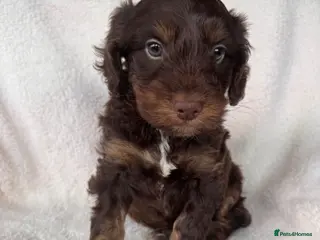 Cockapoo dogs Adorable F1 cockapoo boy - Advert 18