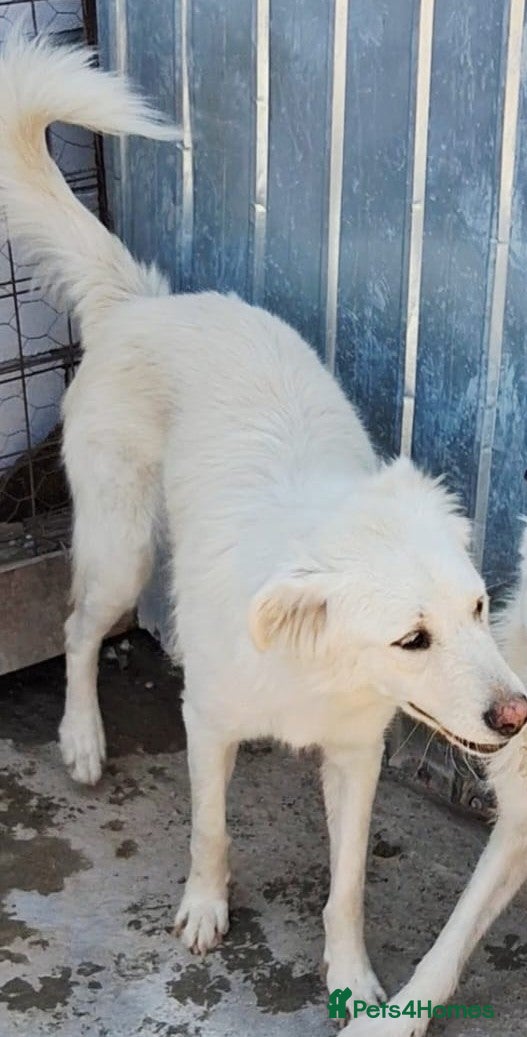 Mixed Breed dogs 🐾🤍ALINA – A Beautiful Young Soul Still Waiting🐾 - Advert 7