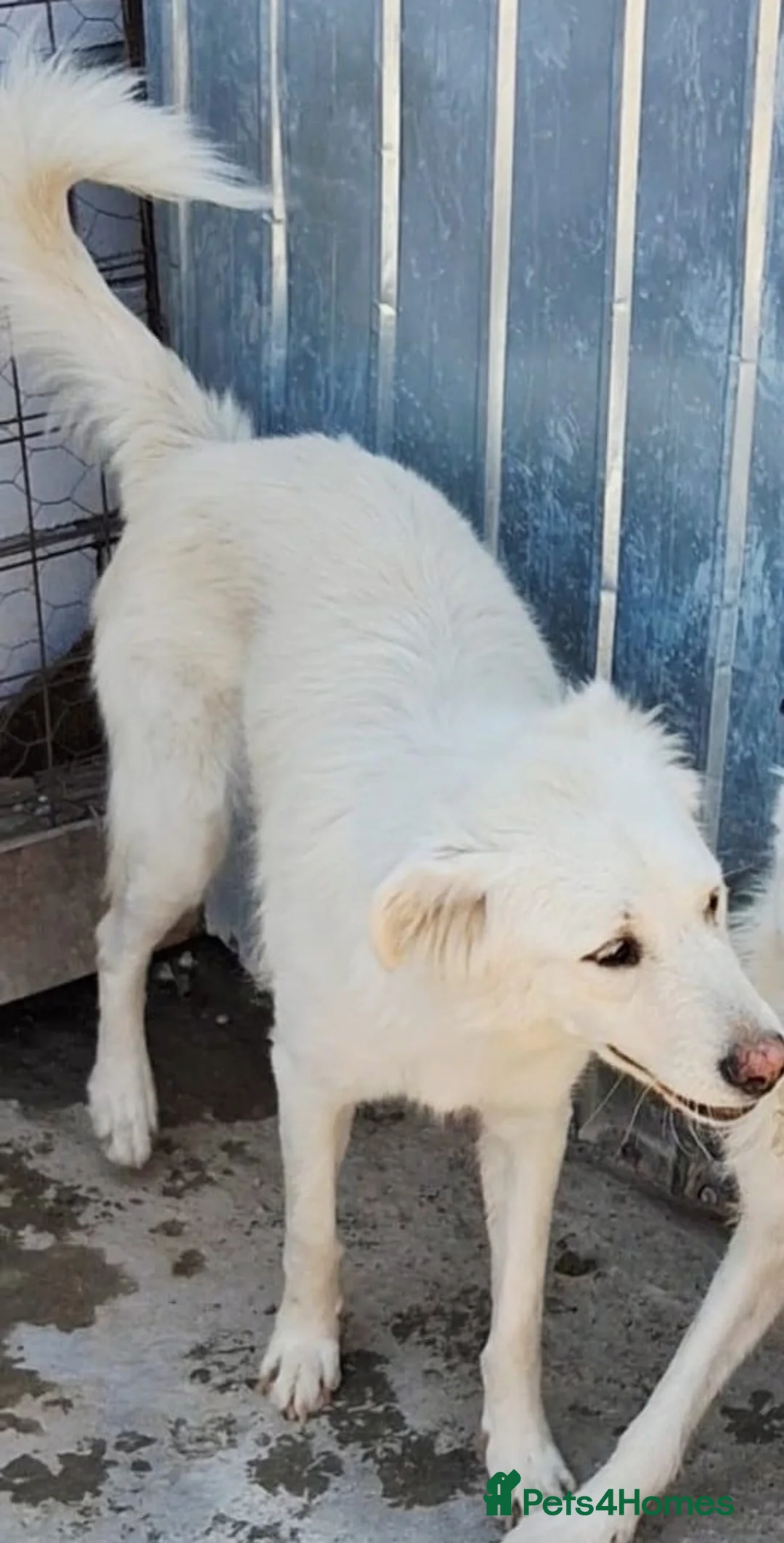 Mixed Breed dogs for adoption: 🐾🤍ALINA – A Beautiful Young Soul Still Waiting🐾 - Advert 1