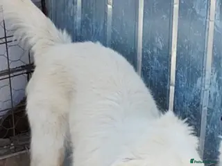 Mixed Breed dogs 🐾🤍ALINA – A Beautiful Young Soul Still Waiting🐾 - Advert 7