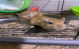 Gerbil rodents for sale: 3 male gerbils - Image 7