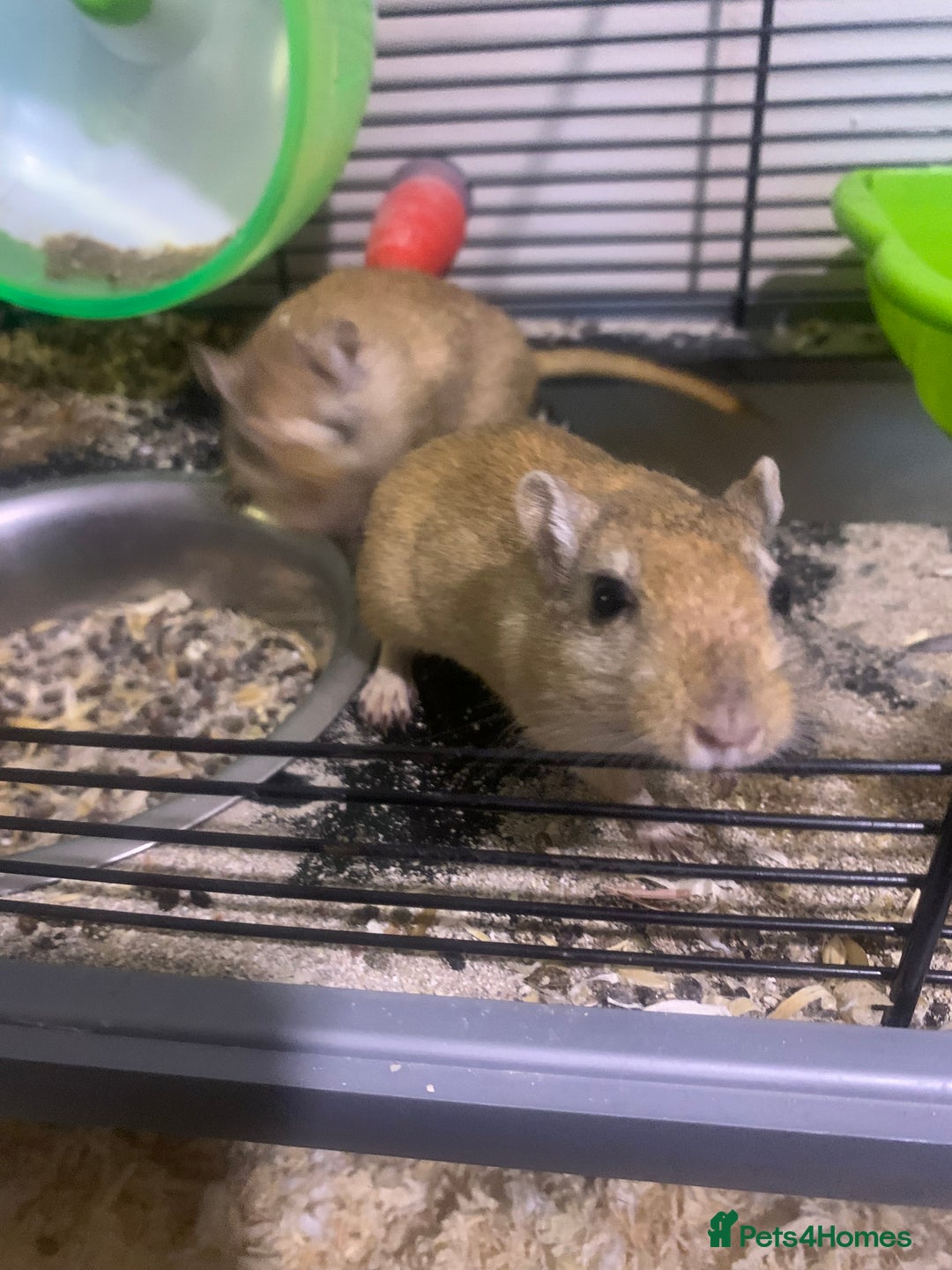 Gerbil rodents for sale: 3 male gerbils - Image 7