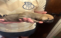 Great Dane dogs for sale: Stunning puppies, health tested KC parents. - Image 10