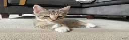 Mixed Breed cats for sale: 2 tabby girl kittens unusual colourings  - Advert 12