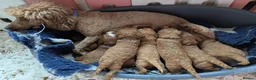 Cavapoo dogs for sale: Stunning Health Tested Ruby Red Cavapoo puppies.   - Advert 8