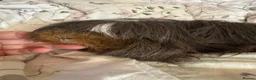 Guinea Pig rodents for sale: Peuivain guinea pig sows x 2 one boar  - Advert 7