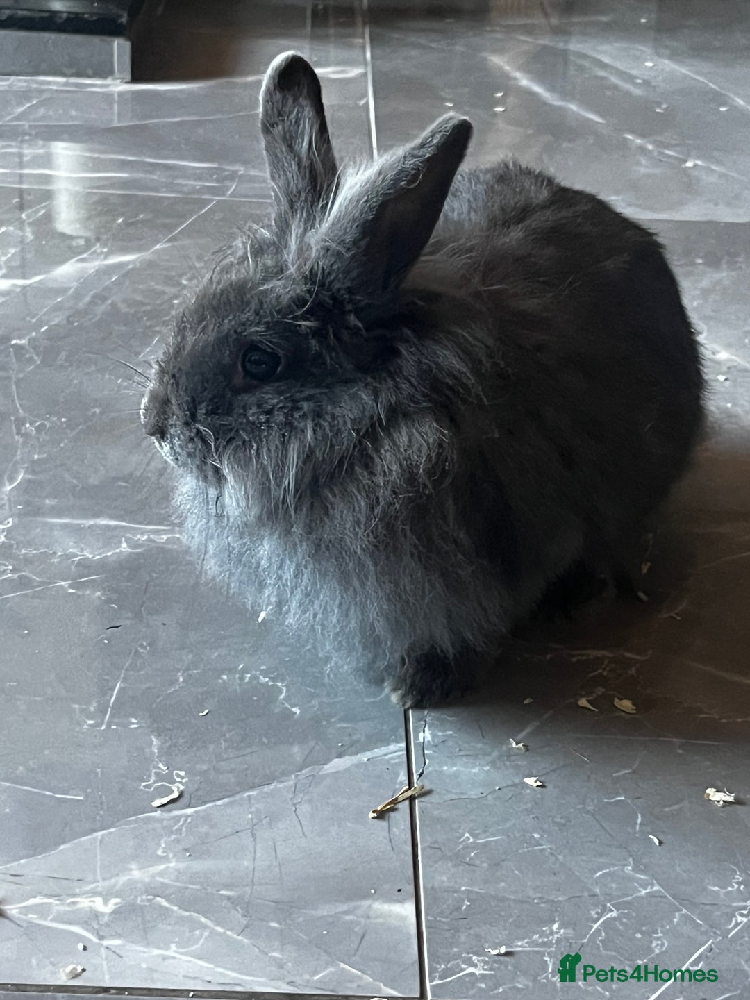 Lionhead rabbits for sale: Lion head cross mini lop  - Advert 5
