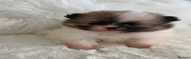 Pomeranian 4