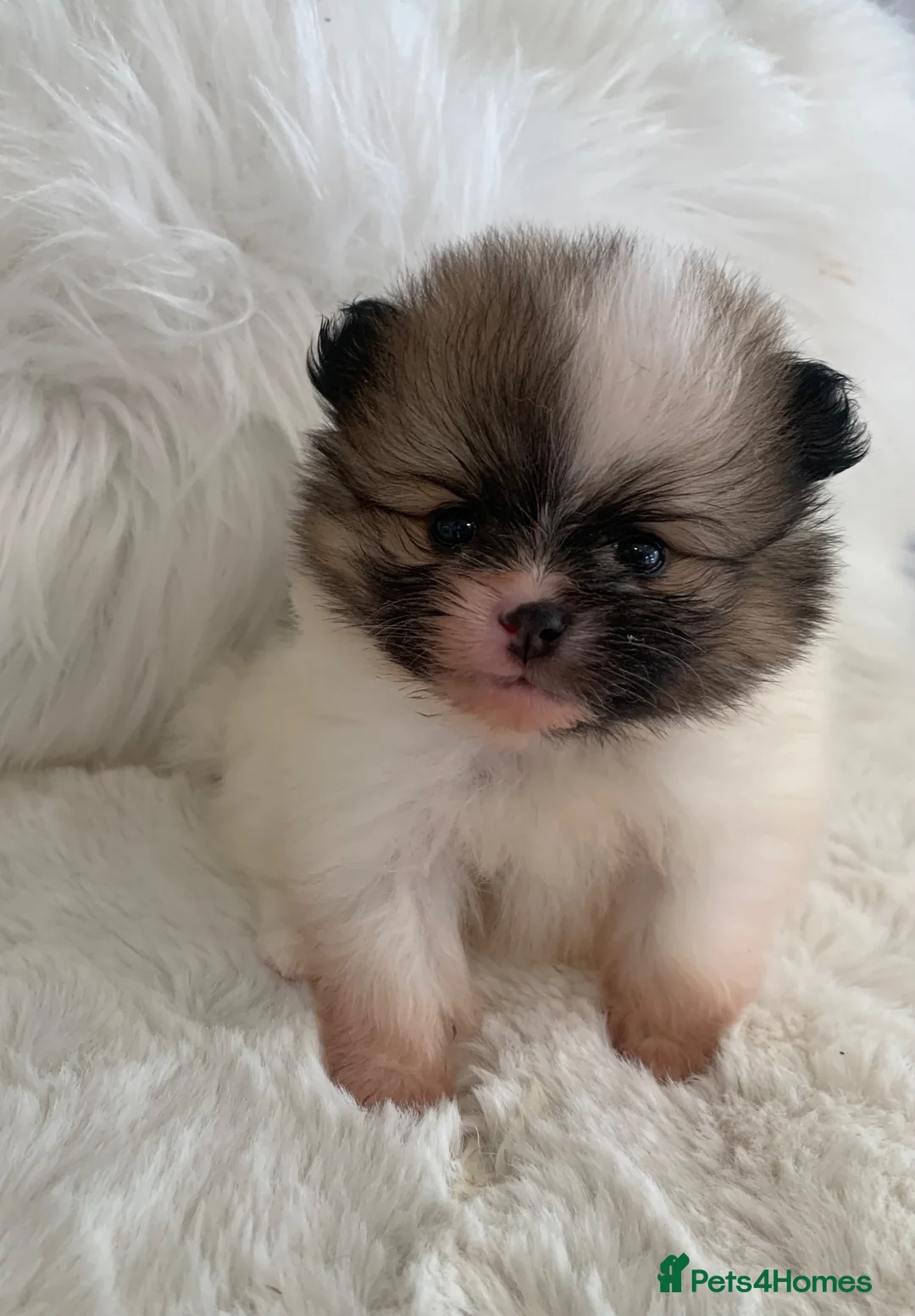 Pomeranian dogs for sale: Outstanding KC Tiny baby Poms puppies  - Advert 26