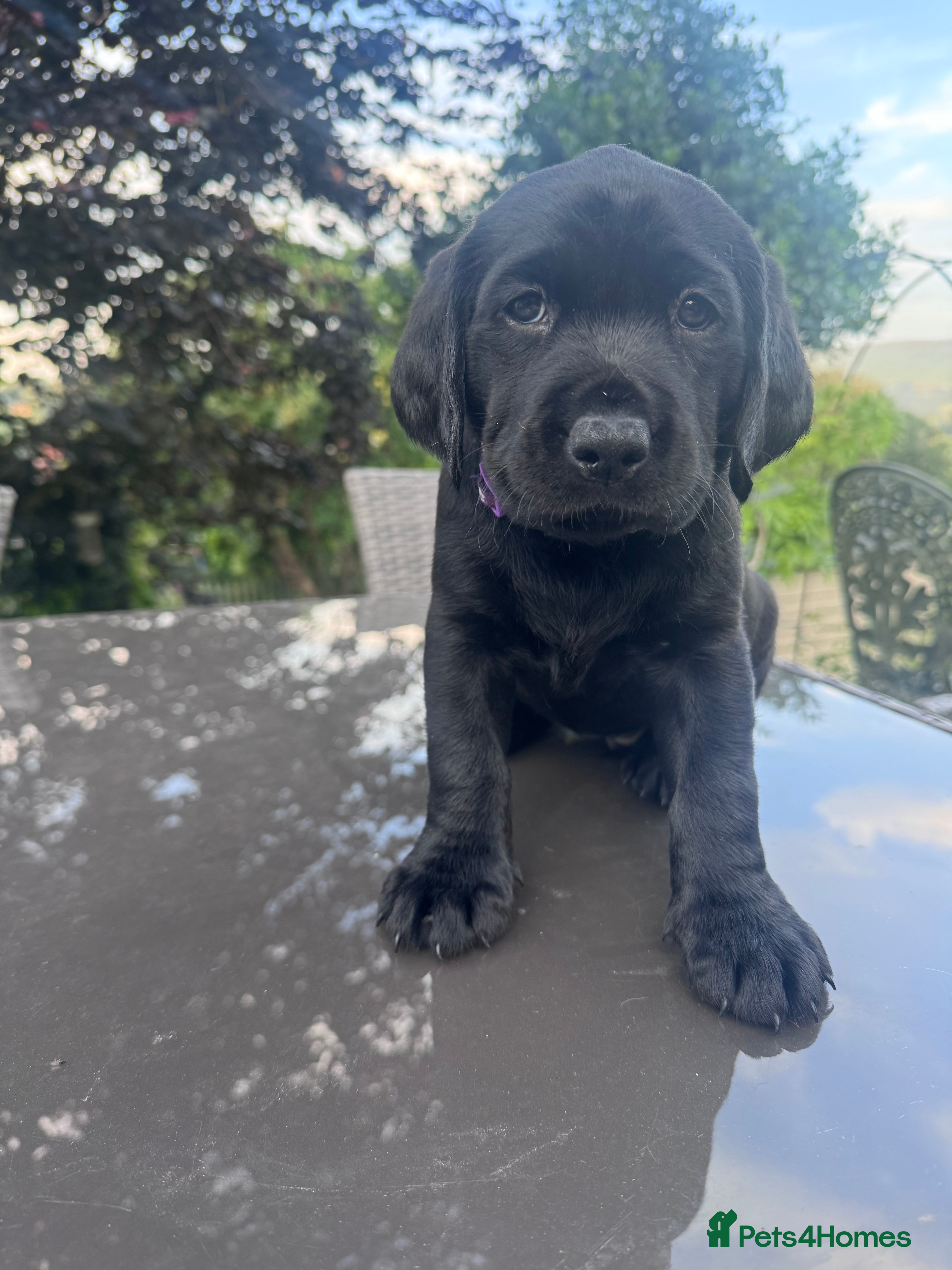 Labrador Retriever dogs Superb black/fox KC pedigree puppies- many FTCH - Advert 2