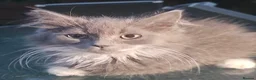 Persian cats for sale: Half perian lovley kittens  - Advert 32