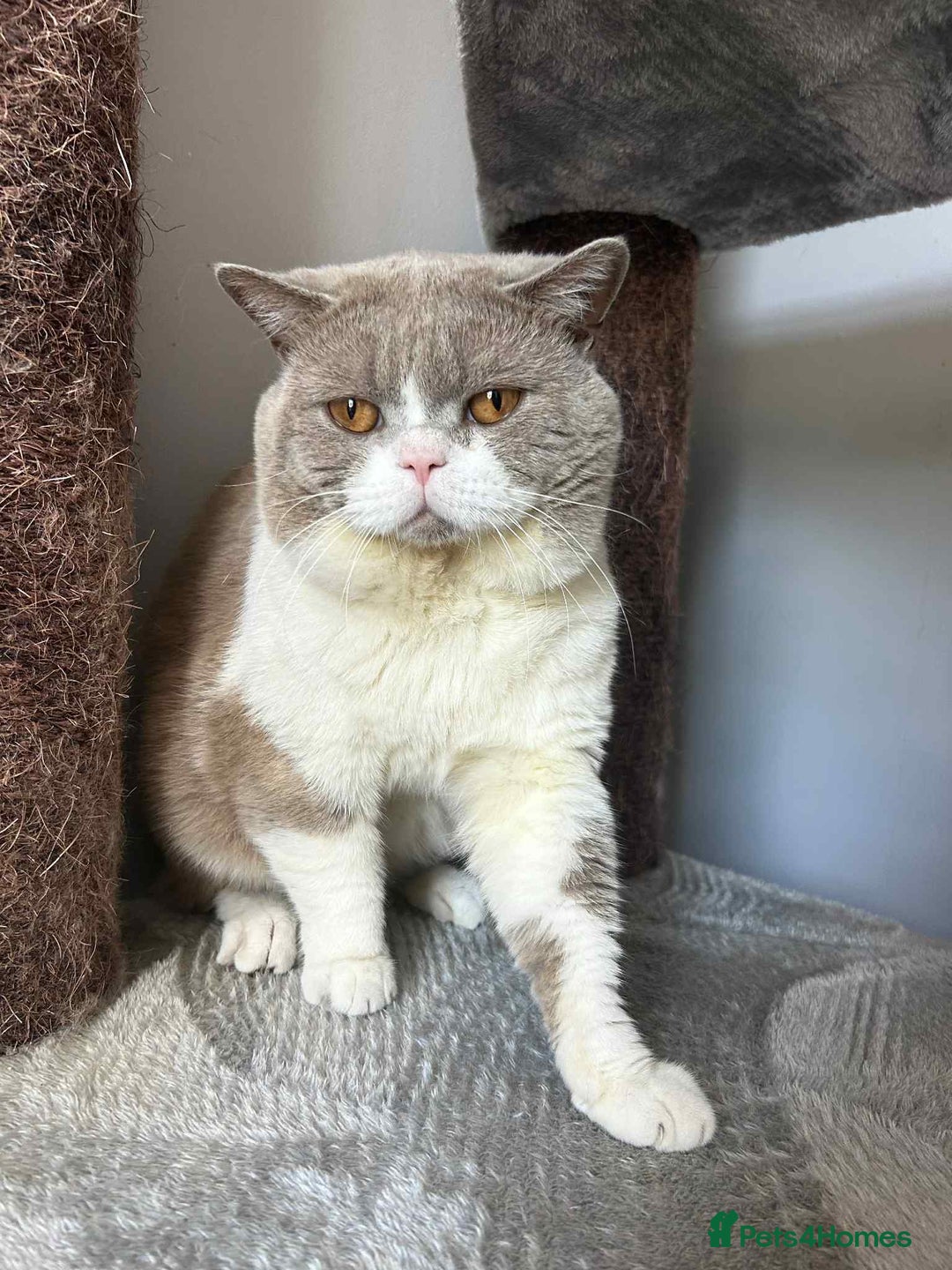 British Shorthair cats for stud: TICA registered BSH bicolor boy for Stud - Advert 4