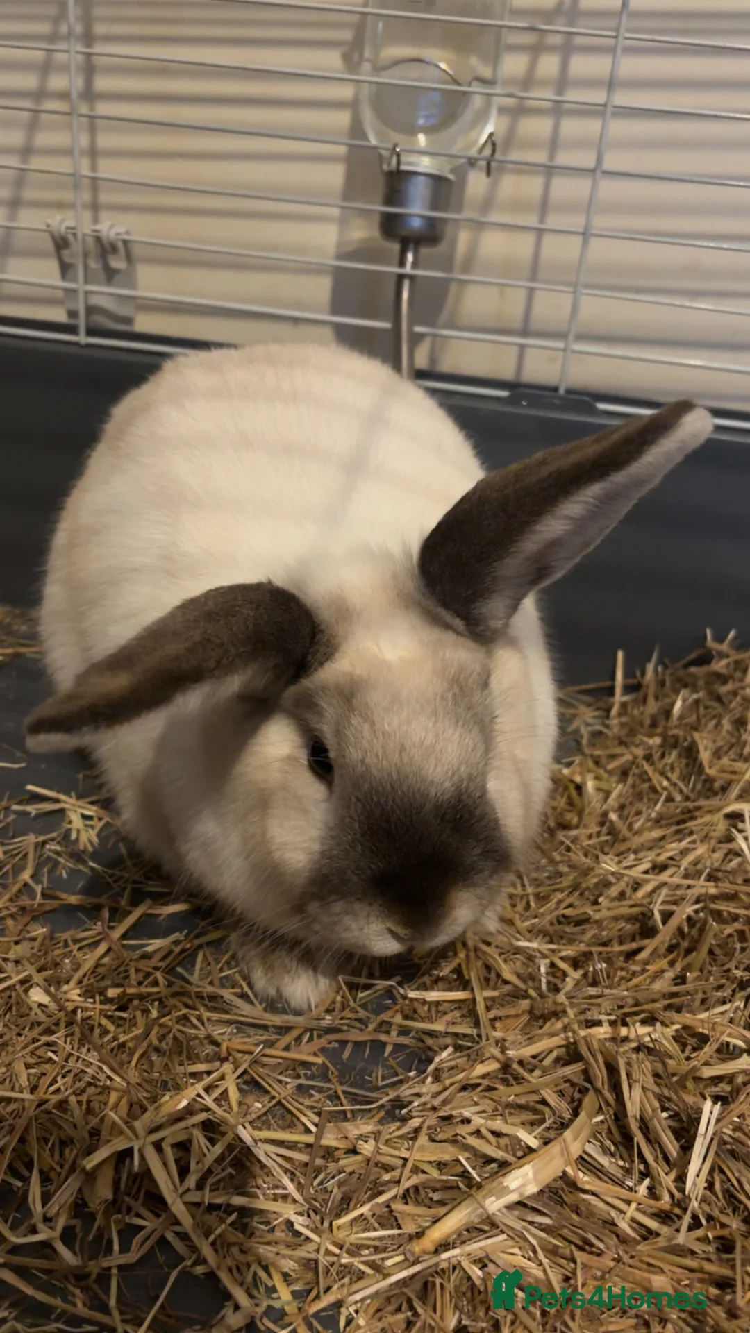 Alaska rabbits for sale: Bunny - Advert 2