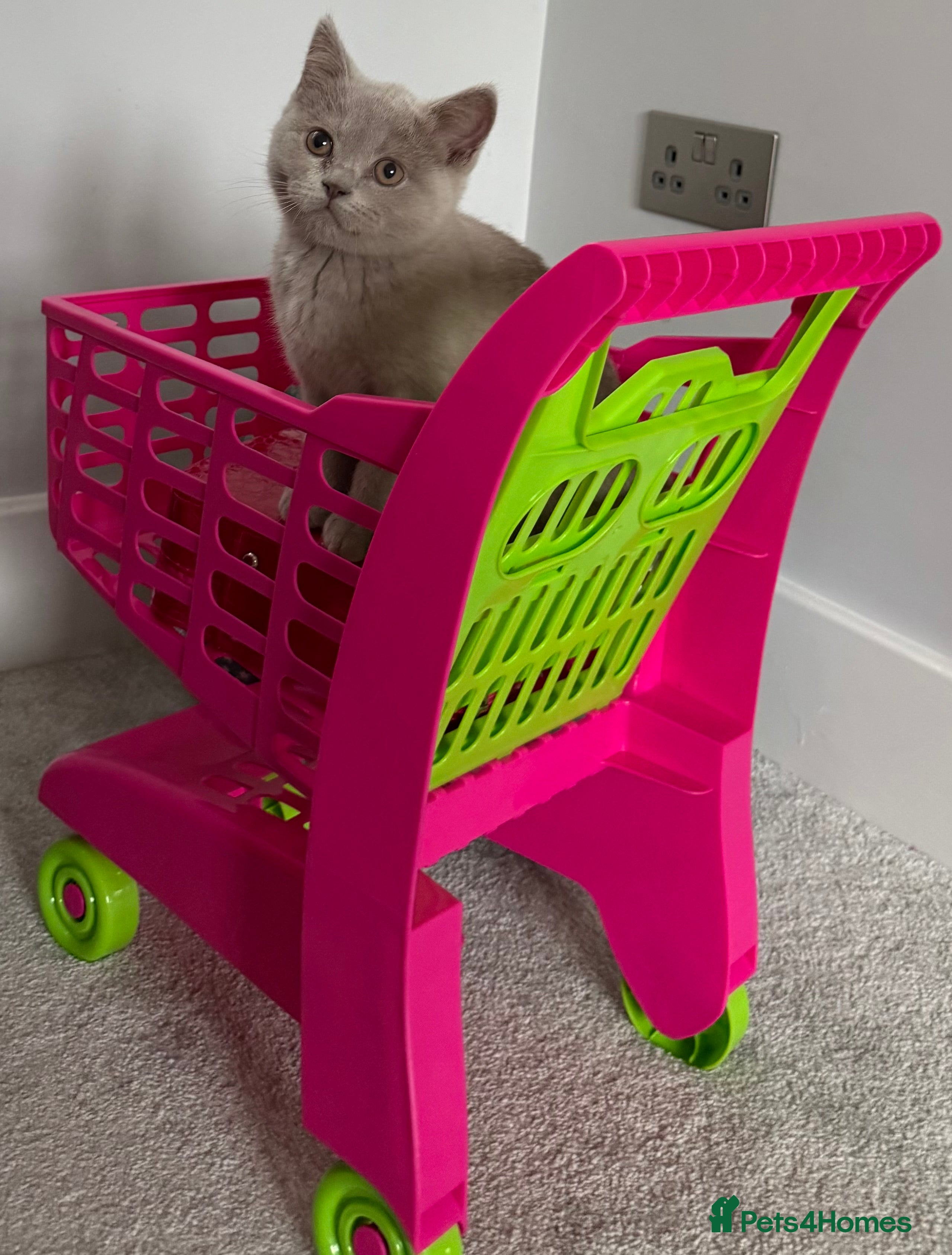 British Shorthair cats Registered Fawn BSH babies still available  - Advert 1