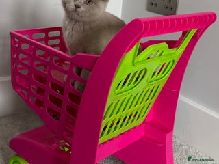 British Shorthair cats Registered Fawn BSH babies still available - Advert 1