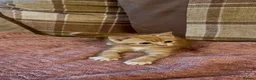 Mixed Breed cats for sale: 3 beautiful male kittens (dad is Persian)  - Advert 17