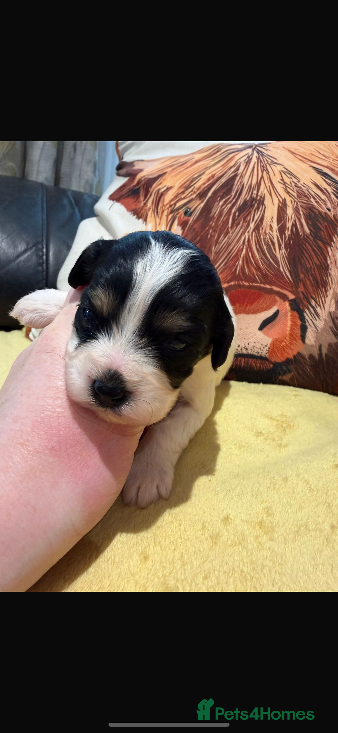 Cavapoo dogs for sale: Cavapoo F1 puppies some stunning colours - Image 6