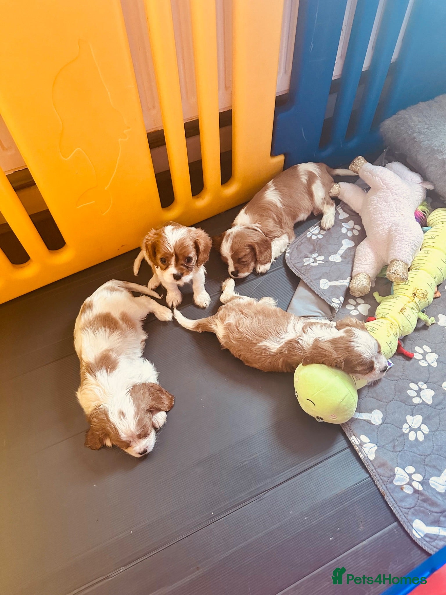 Cavalier King Charles Spaniel dogs 6 SWEET LITTLE BEAUTIES 2 boys 4 girls  - Advert 1